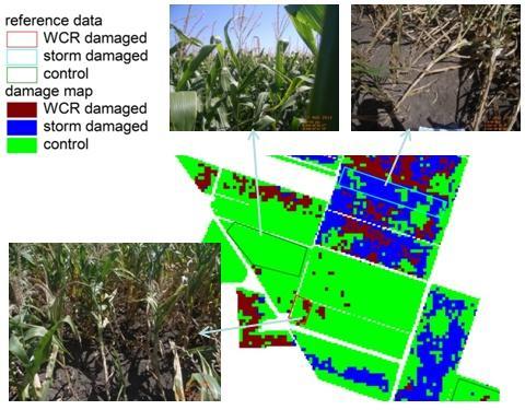 corn rootworm damage in maize fields by