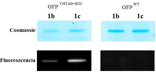 A sikeres in vitro jelölés után in vivo kísérleteket végeztünk, melyhez együttműködés keretében, olyan fehérjét használtunk, melynek genetikai kódját úgy módosították, hogy az egyik aminosav helyére