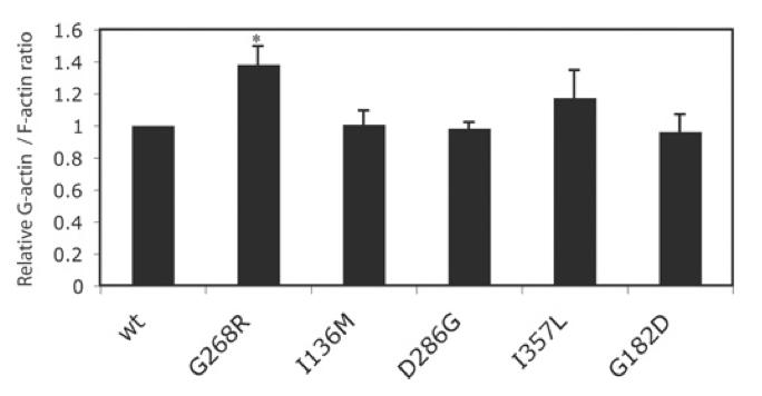 A F/G- akzn arány relavv változása akzn miopázás betegségekben Visegrády B, Machesky L. 2010.