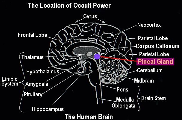 Az okkult erők forrása az agyban Pineal Gland tobozmirigy Pituitary agyalapi mirigy A tobozmirigy az agy azon része, amely megerősíti a "hatodik érzéknek" nevezett jelenséget, és már paranormális