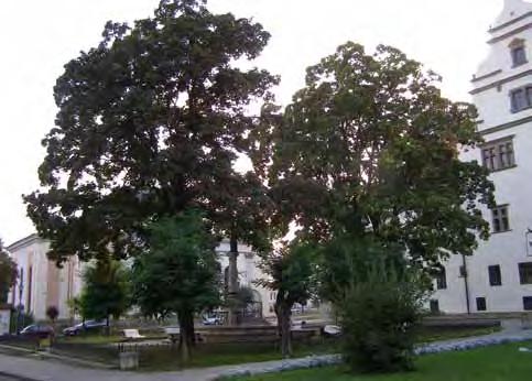 dnešného Mestského úradu a dvojicu paralelných chodníkov pred jeho juhovýchodnou fasádou.