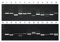 Myostatin mutation (bully-gene) Skeletal dysplasia 2 (törpenövés, SD 2) Macska genetikai betegségek (folyt.) Ló genetika (folyt.
