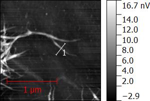 4.8. ábra. M95 fémes nanocső minta topográfiai képe.