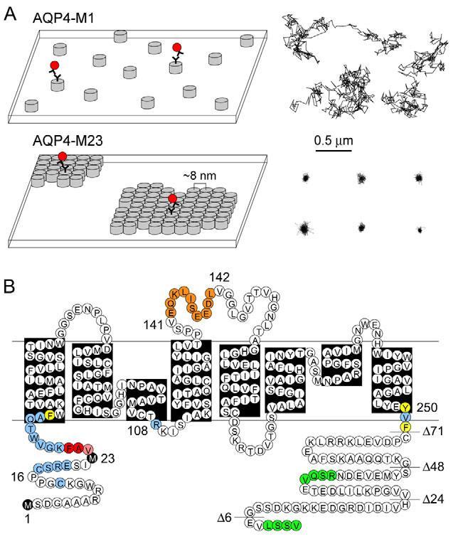 Glia fiziológia Aquaporin4 Agyban leggyakoribb forma. Asztro végtalpon!