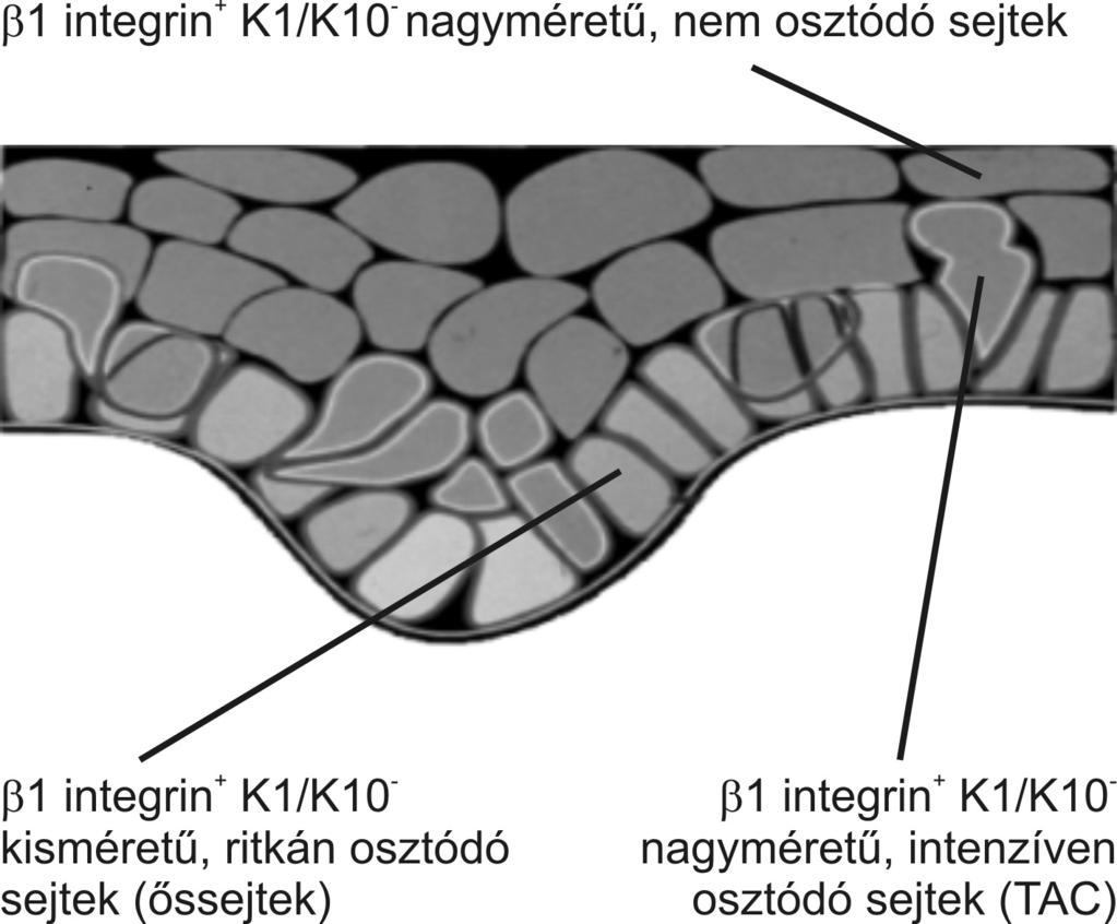 Nyíl jelöli a szőrtüsző kitüremkedését ott, ahol a keratinocita őssejtek taláhatók 1982-ben Robert M.