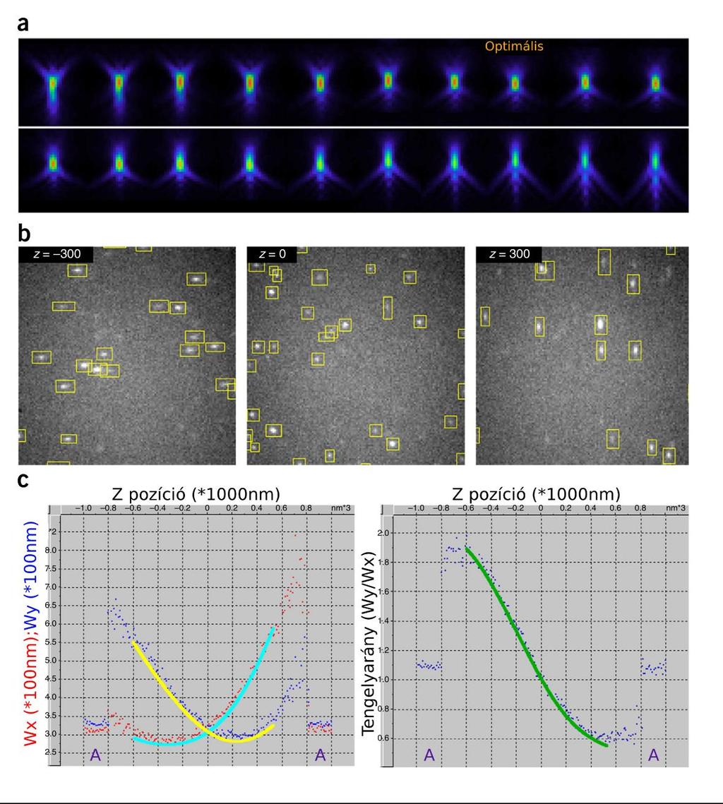 12. ábra Nikon N-STORM mikroszkóp kalibrálása. (a) 100 nm-es gyöngyök Z- sorozatának X-Z maximális intenzitás vetülete. A 100x TIRF NA1.