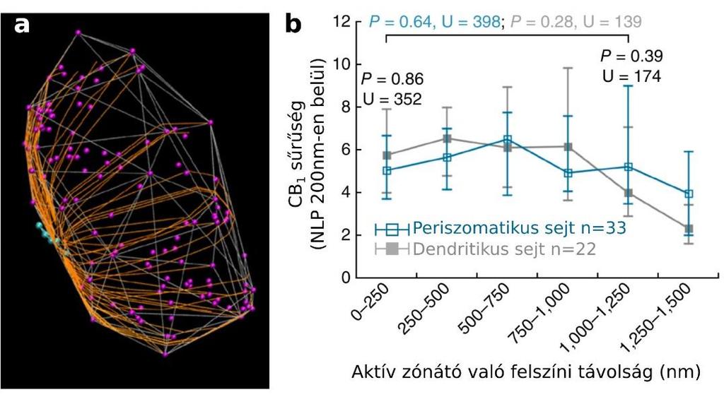 (a plazmamembrán mentén) fontosabb lehet, mint az egyszerű euklideszi távolság.