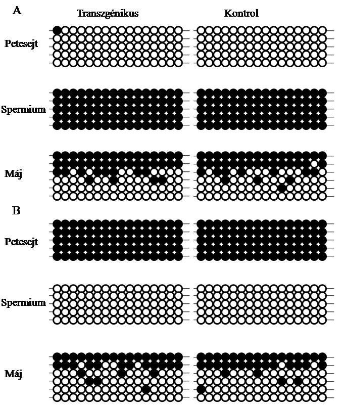 10. ábra Metilációs mintázat transzgénikus, valamint kontrol egér H19 (A) és Snprn (B) génje esetében. Minden egyes sor egy külön DNS mintát reprezentál. Minden oszlop egy meghatározott CG hely.