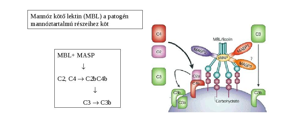 Lektin indukált aktiváció: C1 molekulakomplexhez hasonló MBL-MASP komplex is képes a C3 aktiválásra.
