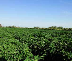 3 A Bihar F1 a paradicsomalakú paprikák között a legnagyobb felületen termelt hibrid. Helyzete stabil, piaci elismertsége megkérdőjelezhetetlen.
