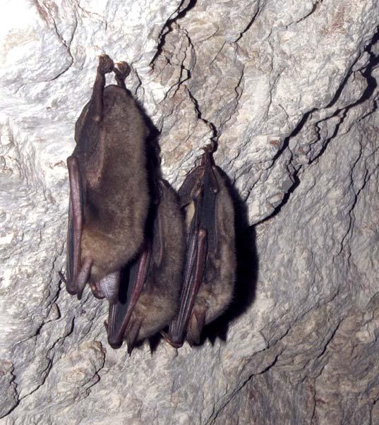 Myotis myotis