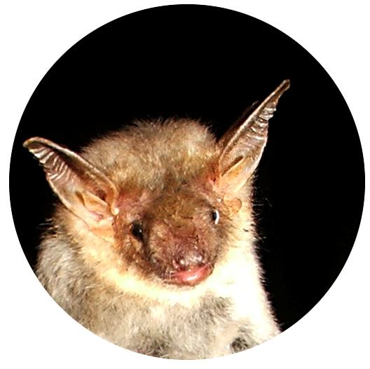 gyűrűzött Myotis sp.