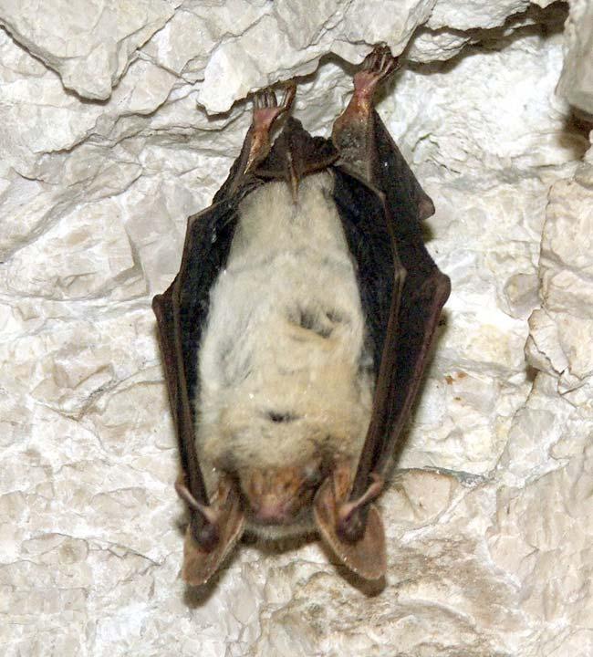 V Myotis myotis közönséges