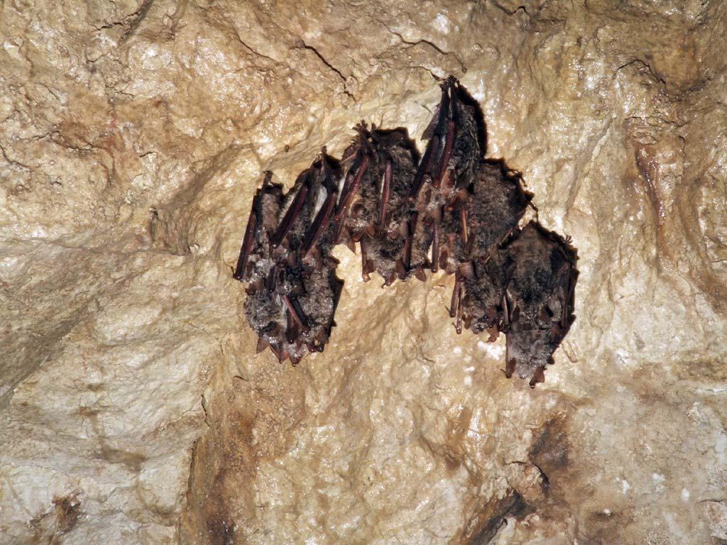 Myotis myotis közönséges denevér