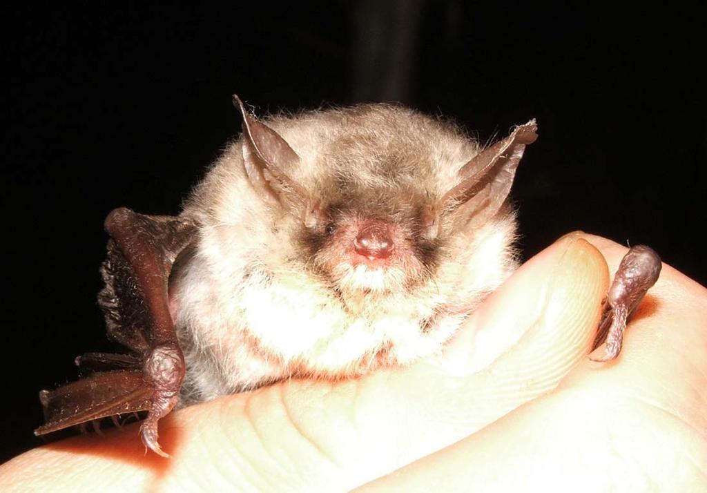 Myotis nattereri horgasszőrű