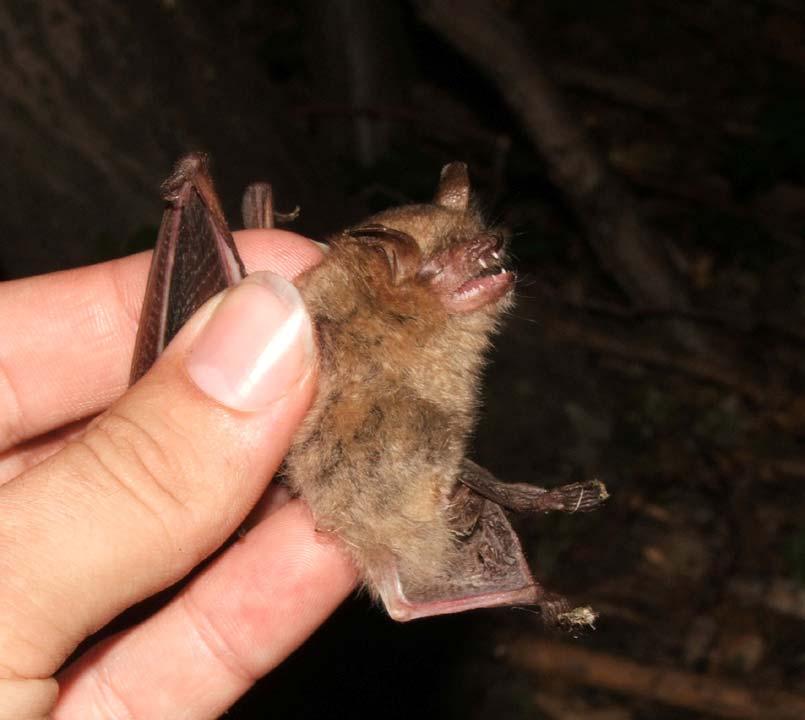 Myotis emarginatus csonkafülű