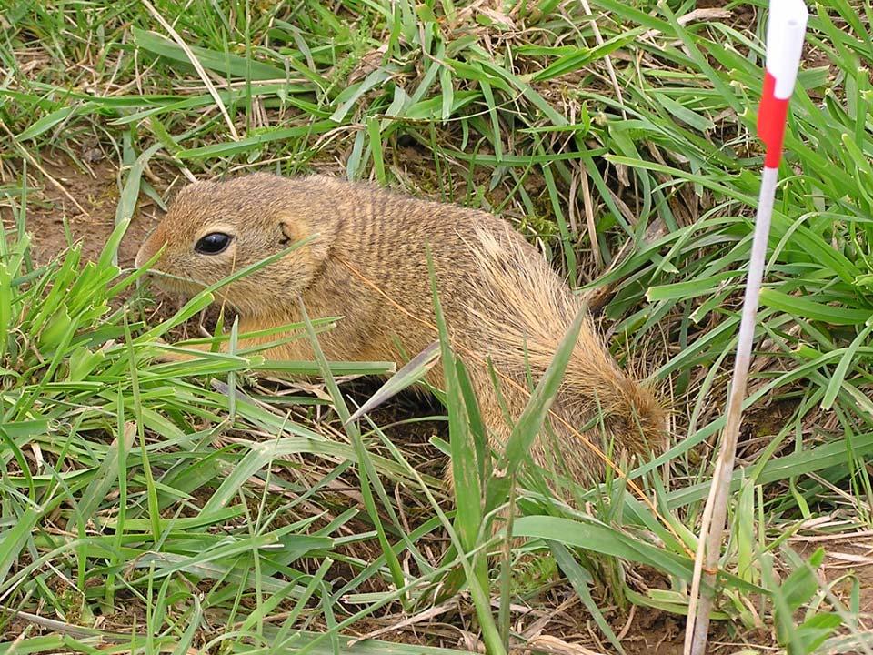 V Citellus citellus