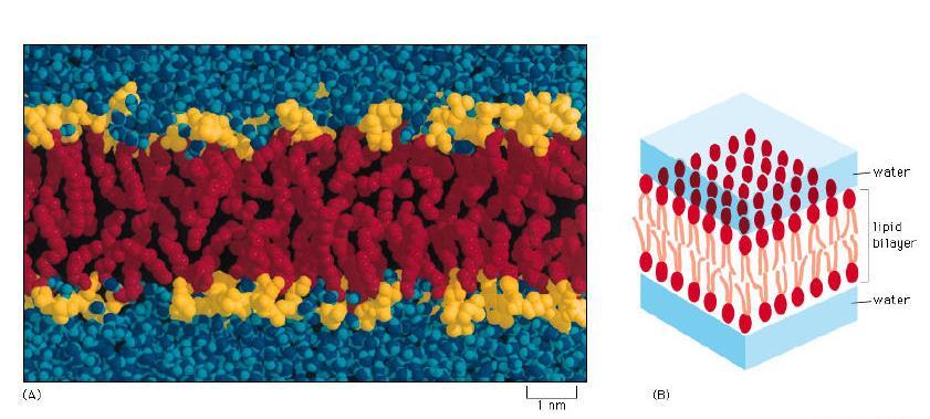 A foszfolipid