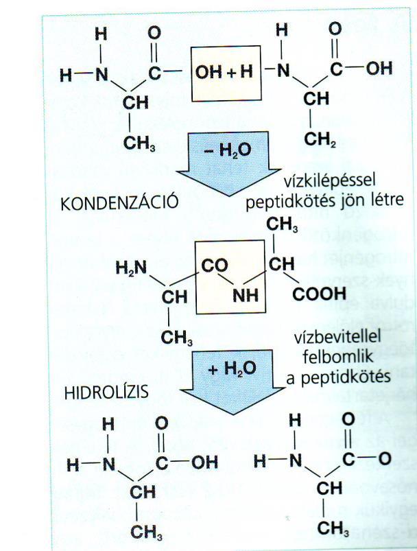 mozgás, immunválasz, stb.