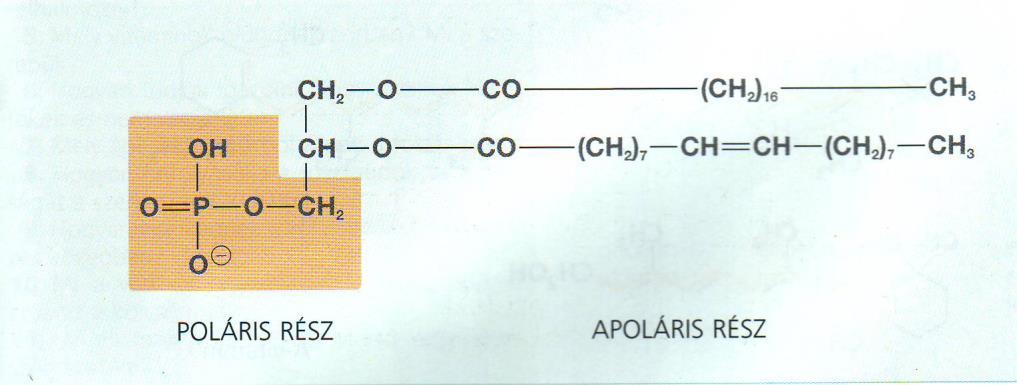 Foszfatidok: glicerin + zsírsavak + foszforsav Apoláris farok