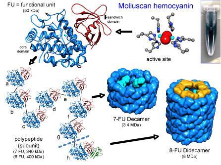 emocianin (metalloprotein)