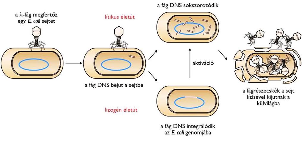 A sejten belül a vírusok kétféleképpen viselkedhetnek: 1. A vírus DNS beépül a gazdasejt DNS-ébe. Ilyenek pl. az RNS tumor vírusok, herpesz vírusok, a HPV, HIV.