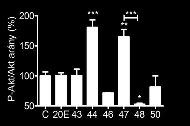 Az oxidált ekdiszteroid származékok (43-50, a 45 és 49 kivételével) Akt-foszforilációra gyakorolt hatását C2C12 vázizomrostokon vizsgáltuk.