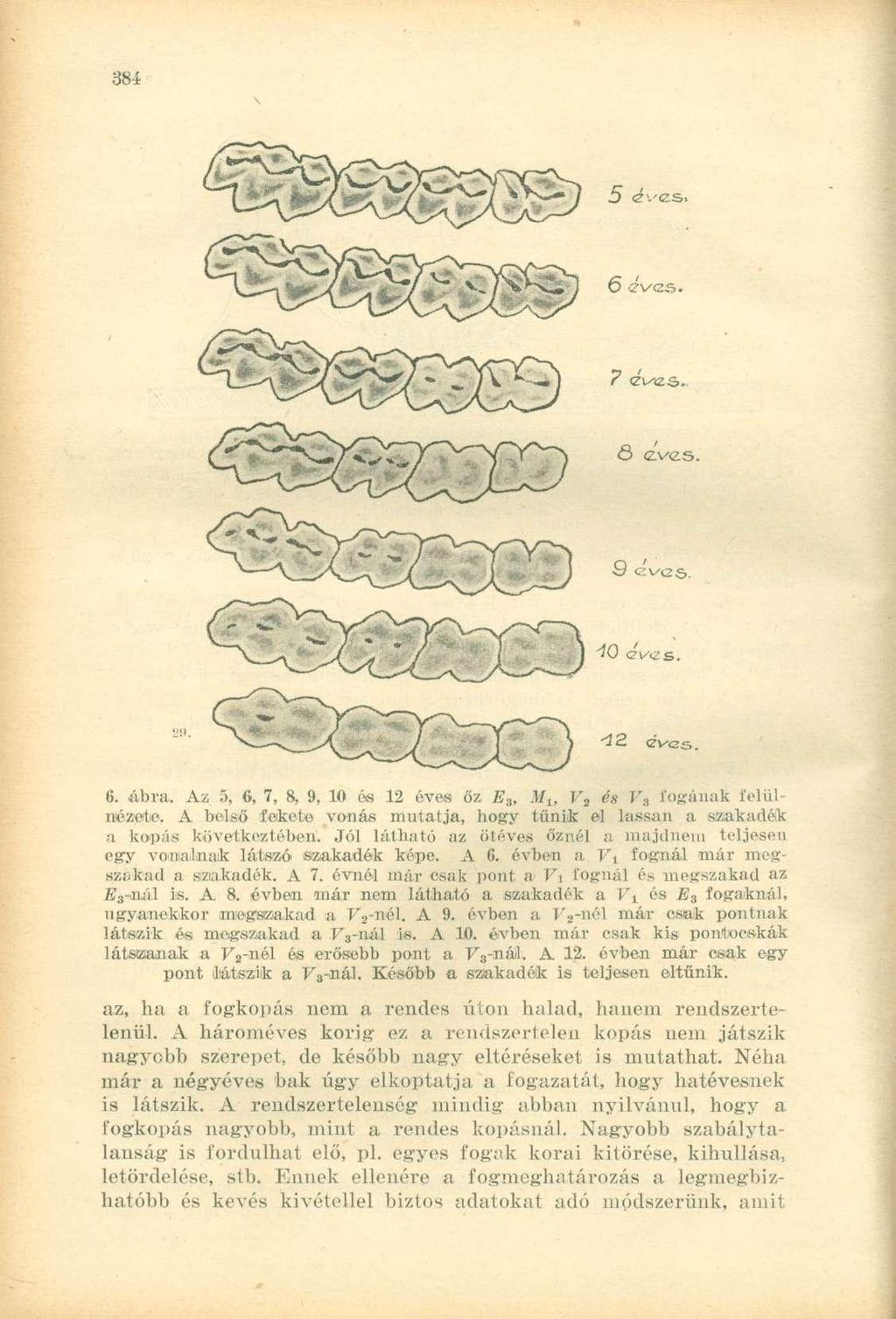 6. -ábra. Az 5, 6, 7, 8, 9, 10 ós 12 éves őz E 3, M L, V 2 és V 3 fogának felülnézete. A belső fekete vonás mutatja, hogy tűnik el lassan a szakadék a kopás következtében.
