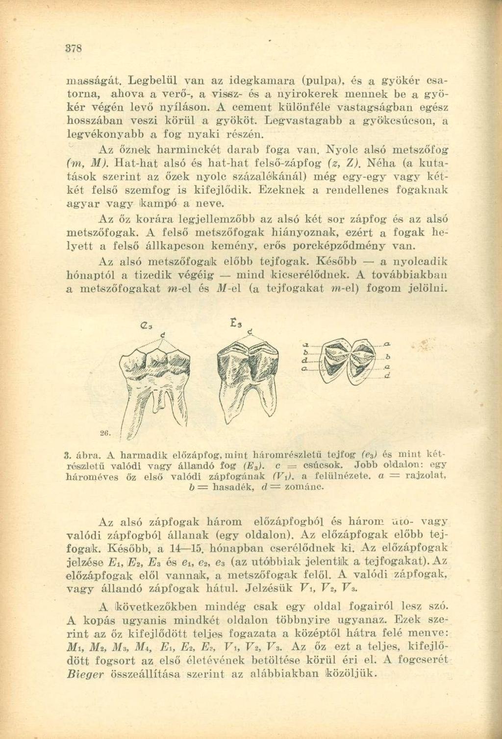 másságát. Legbelül van az idegkamara (pulpa), és a gyökér csatorna, ahova a verő-, a vissz- és a nyirokerek mennek be a gyökér végén levő nyíláson.