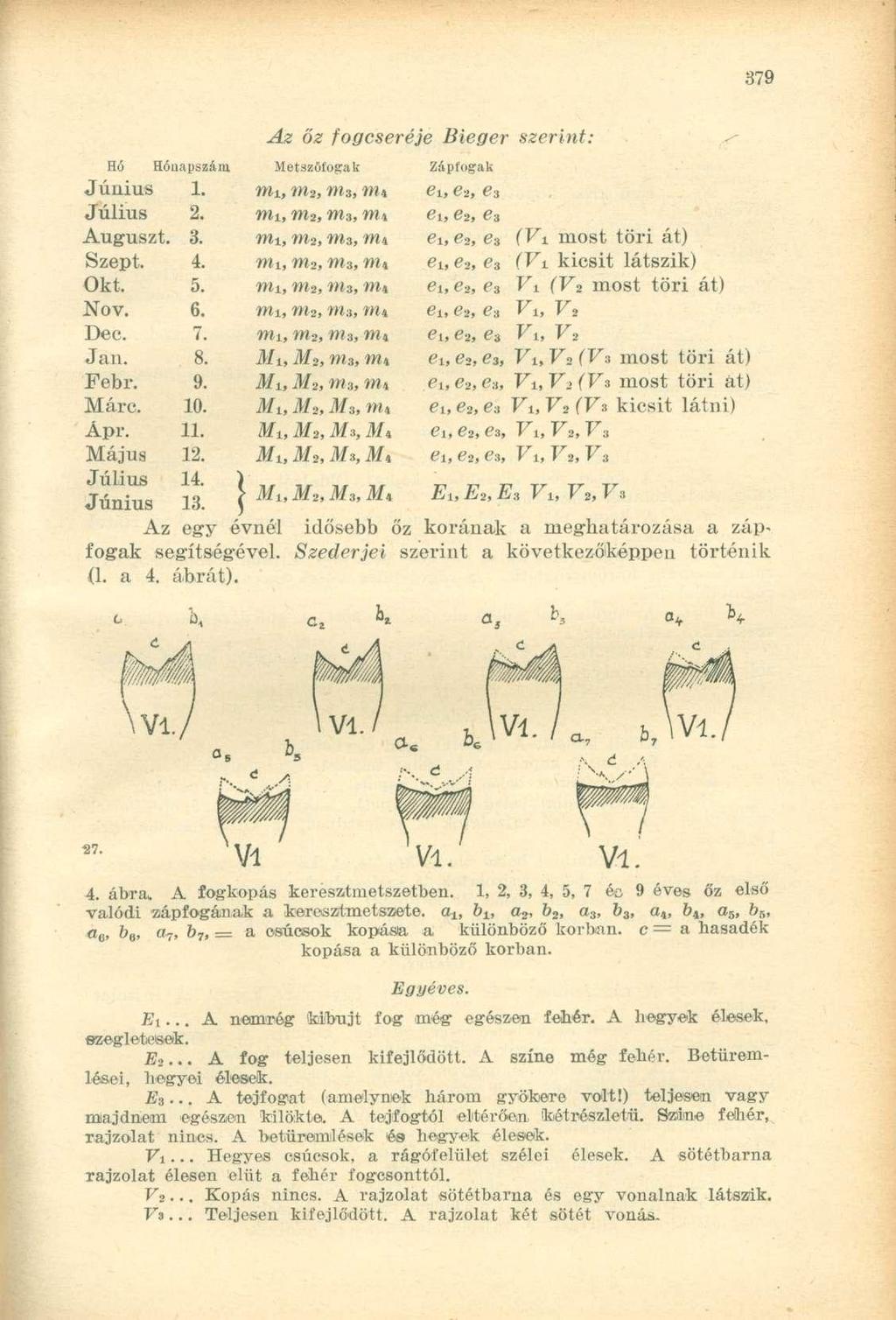 Az őz fogcseréje Bieger szerint: Hó Hónapszám Metszőfogak Zápfogak Június 1. mi, m 2, mt, nii e u e 2 Július 2. mi, m 2, mz, mi ei, e 2 Auguszt. 3. m±, m 2, mz, mn d, e 2 (Vi most töri át) Szept, 4.