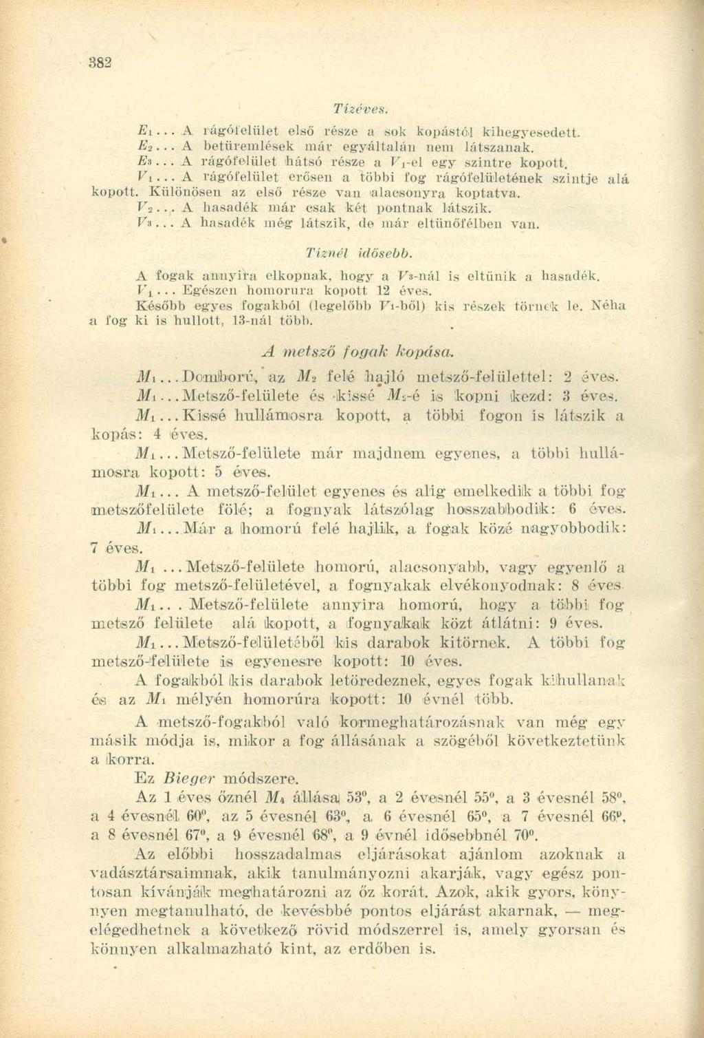 Ei... A vágófelüle t els ő rész e a so k kopástó l kihegyesedett. E 2...A betüremlése k má r egyáltalá n ne m látszanak. E-i... A rágófelüle t háts ó rész e a IVe l eg y szintr e kopott. Vi.