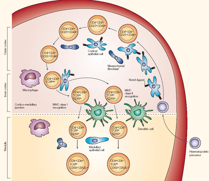 Timusz mikrokörnyezet és a T sejt fejlődés 1. Migráció: Kemokinek Tímusz epithelium (TEC): FoxN1 2.