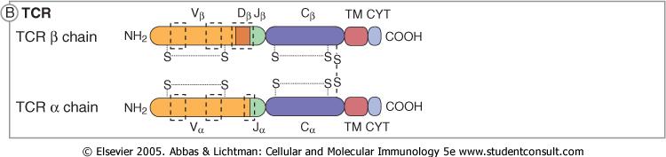 TCR fehérje láncok és CDR régiók CDR3 CDR1 CDR2 CDR3