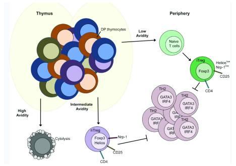 A regulatórikus T sejtek kialakulása