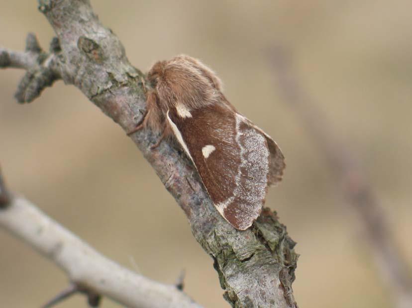 2006. évi adatok a Tiszántúl és a Tisza-mente Lepidoptera-faunájának