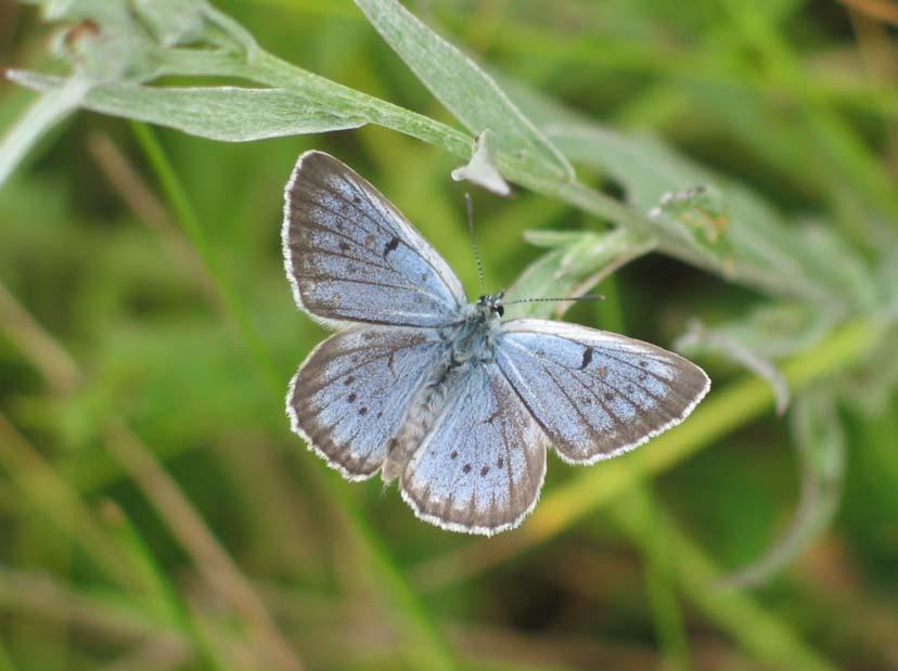 2006. évi adatok a Tiszántúl és a Tisza-mente Lepidoptera-faunájának ismeretéhez