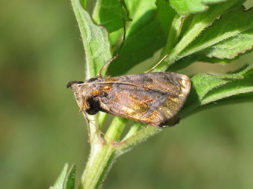 kép Fekete övesbagoly (Catephia alchymista) Fotó: Tisztaberek: (ásott-)túr