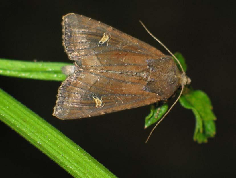 kép Mocsári dudvabagoly (Apamea ophiogramma) Fotó: Bátorliget: Virágos-rét