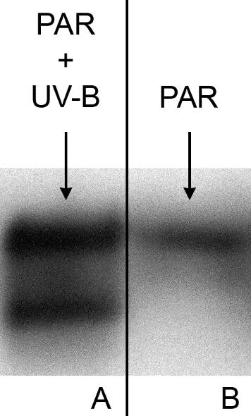9. ábra: Kiegészítő UV-B-sugárzásnak kitett dohánylevelek (N. tabacum) POD izoformáinak szürkeárnyalatos képe. A 12%-os, nem denaturáló poliakrilamid gélre 25 µg protein került mindkét mintából.