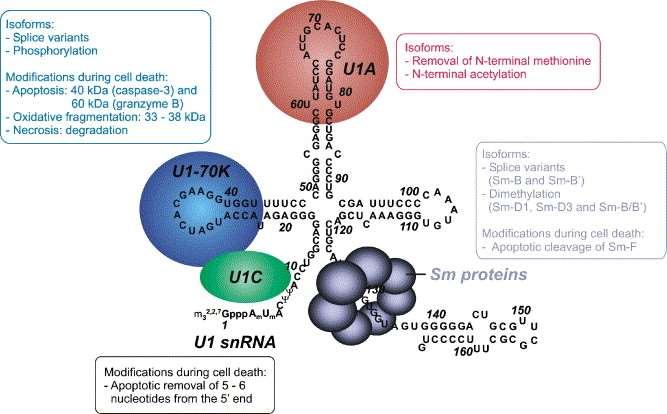 PATHOGENESIS Apoptotikus és oxidatív módosulása az U1-70 kd antigénnek