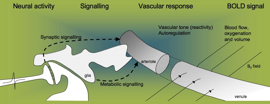 Neuro-vaszkuláris kapcsolat A neuronális aktivitást a vasculáris válasz némi késéssel követi The fmri response takes some time to occur.