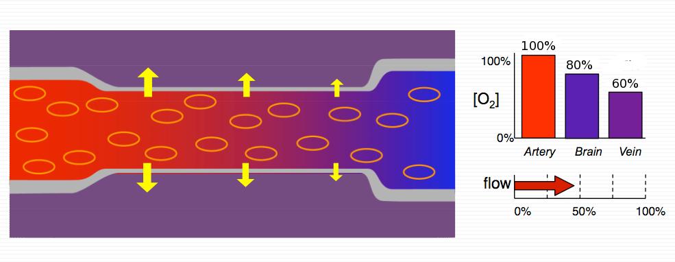 Nyugalmi dinamika Nyugalomban a grádiensnek megfelelően az O2 az agyszövetve diffundál This series of slides outlines the dominant hypothesis as to why the BOLD signal is