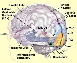geniculatum laterale (CGL)-ban átkapcsolódás primer látókéreg: V1 (Brodmann 17) az occipitalis kéregben a látórendszer alsó szintjei a kontúrokat, a formát, a textúrát, a látott kép