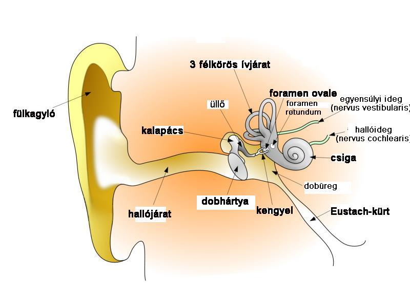 A hallószerv felépítése fülkagyló (nélkülözhető): hangrezgéseket a dobhártya felé irányítja külső hallójárat: rezonátor funkció dobhártya és hallócsontocskák: impedanciaillesztés levegő akusztikus