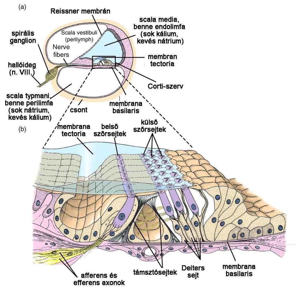 A csiga szerkezete foramen ovale (ovális ablak) scala vestibuli scala tympani foramen rotundum (kerek