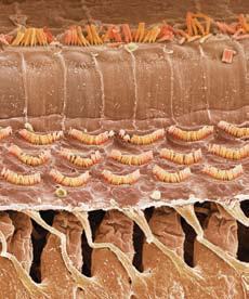 vestibuli-ban és scala tympani-ban perilimfa, scala mediaban endolimfa belső szőrsejtek külső