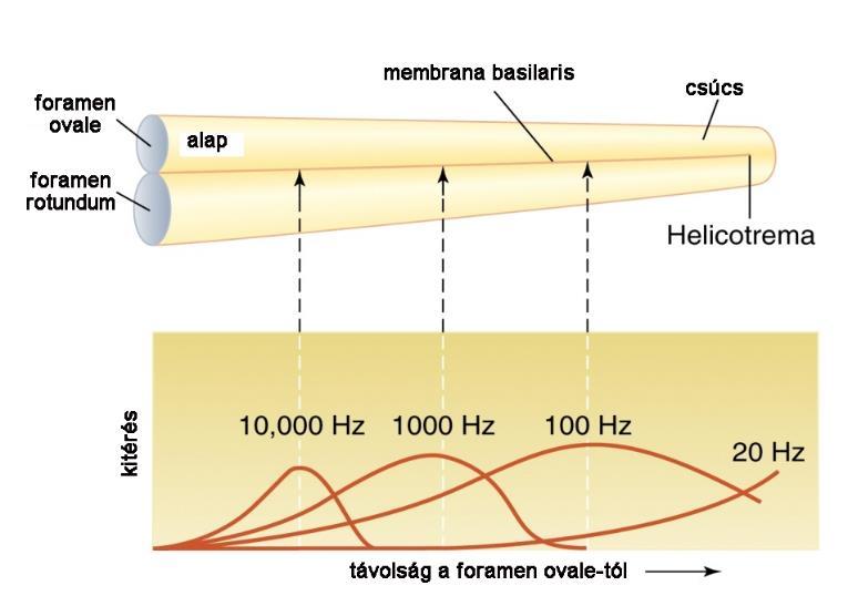 A csiga működése tonotopia ( helyelv ) membrana basilaris mentén különböző helyeken lévő szőrsejtek ingerülete más és más frekvenciájú hangrezgést jelez csiga