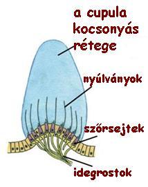 Egyensúlyérzés egyensúlyszerv a belső fülben - félkörös ívjáratok + otolitszerv 2 X 3 félkörös ívjárat 3 funkcionális pár, a tér 3 irányának megfelelően információk a központi idegrendszernek: fej