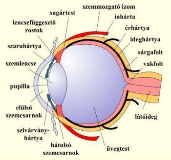 A szem felépítése, a látás folyamata látás alapfeltétele: