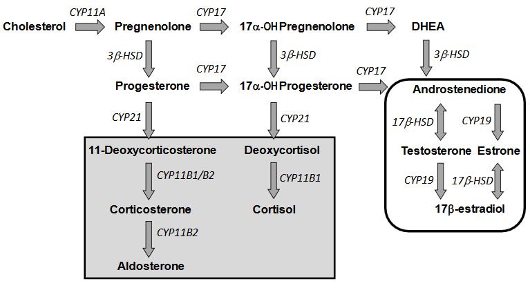 Humán adrenokortikális karcinóma sejtvonal Szteroidszintézis összes kulcsfontosságú enzimével rendelkezik Standardizált Steroidogenesis assay (OECD 456; OCSPP 890.